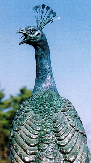Peacock