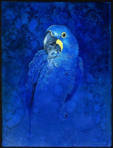 Hyacinth Macaw