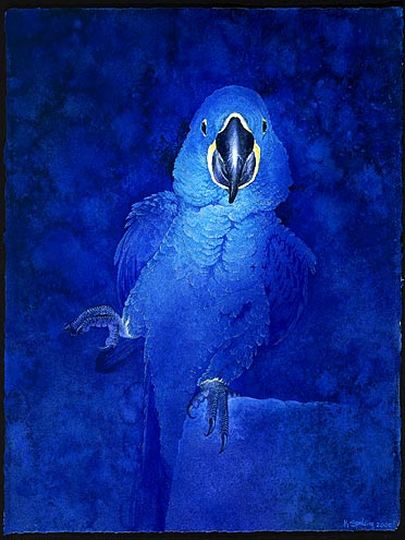 Hyacinth Macaw